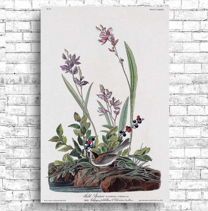 Field Sparrow by John J. Audubon