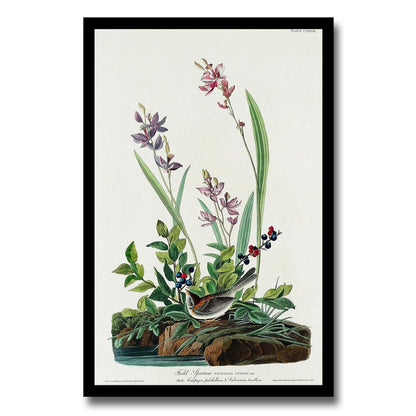 Field Sparrow by John J. Audubon