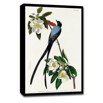 Fork-tailed Flycatcher by John J. Audubon