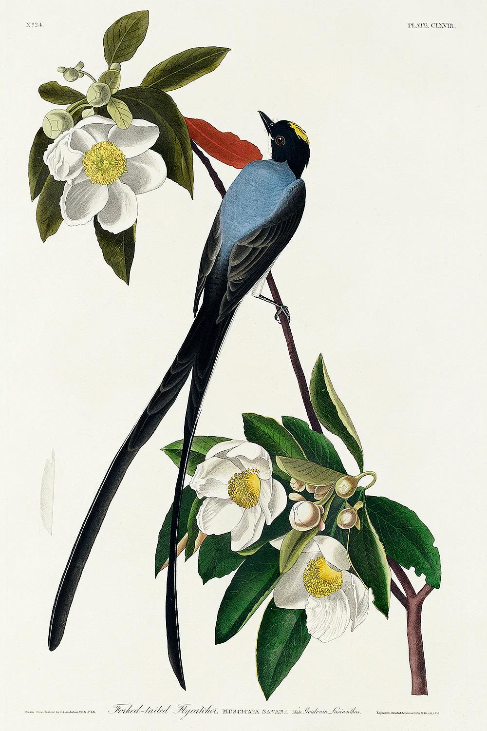 Fork-tailed Flycatcher by John J. Audubon