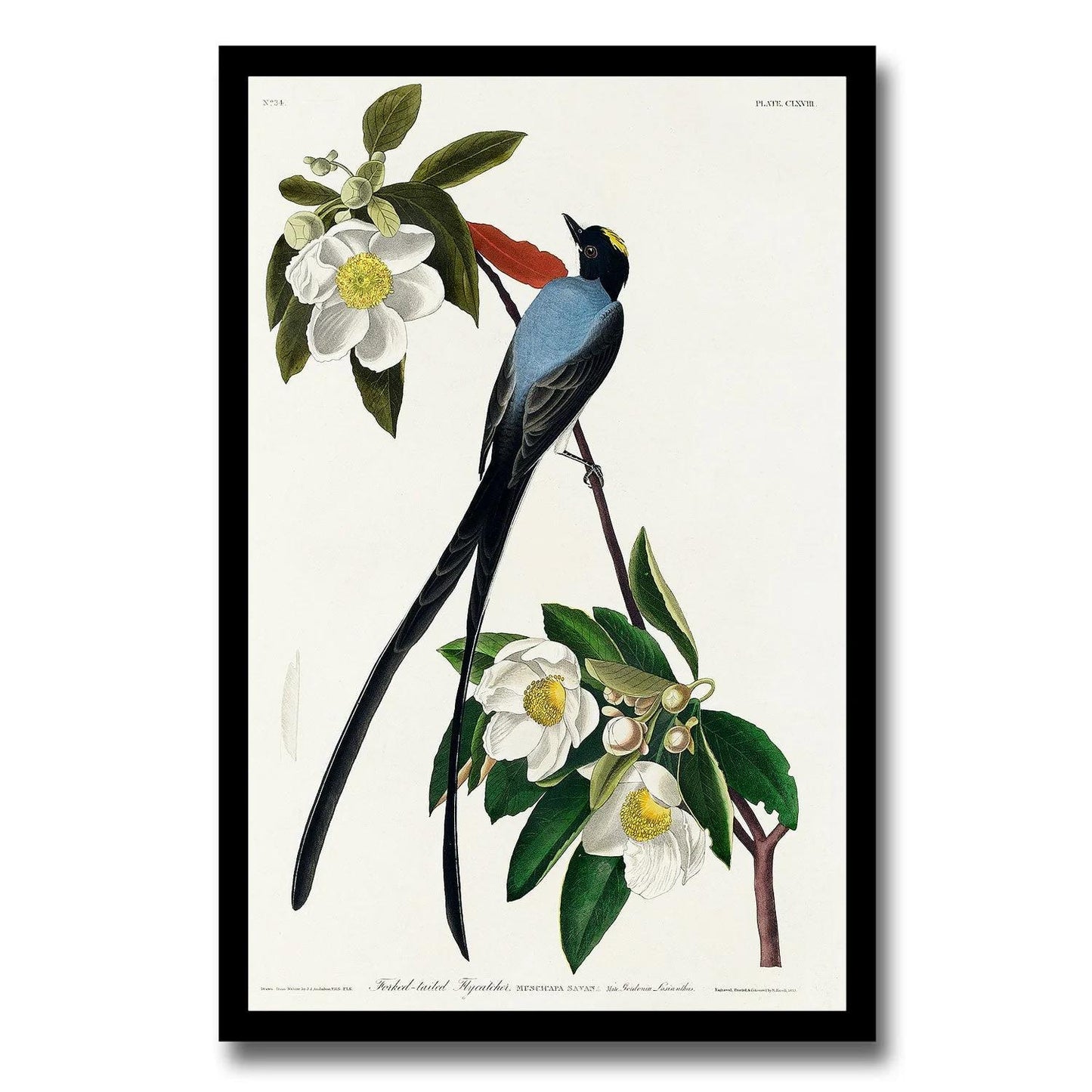 Fork-tailed Flycatcher by John J. Audubon