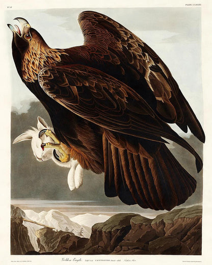 Golden Eagle by John J. Audubon