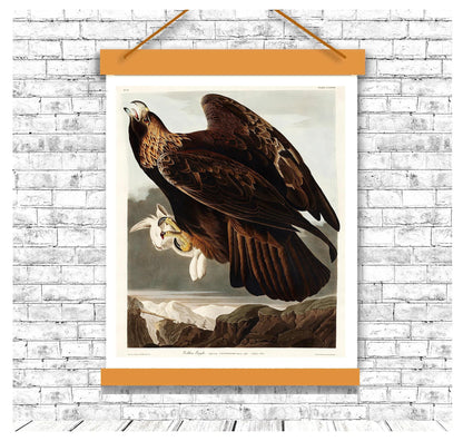 Golden Eagle by John J. Audubon