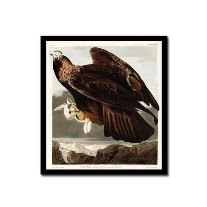 Golden Eagle by John J. Audubon
