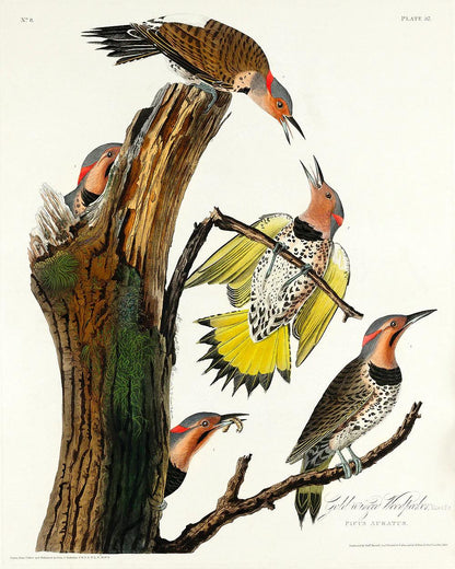 Golden-winged Woodpecker by John J. Audubon