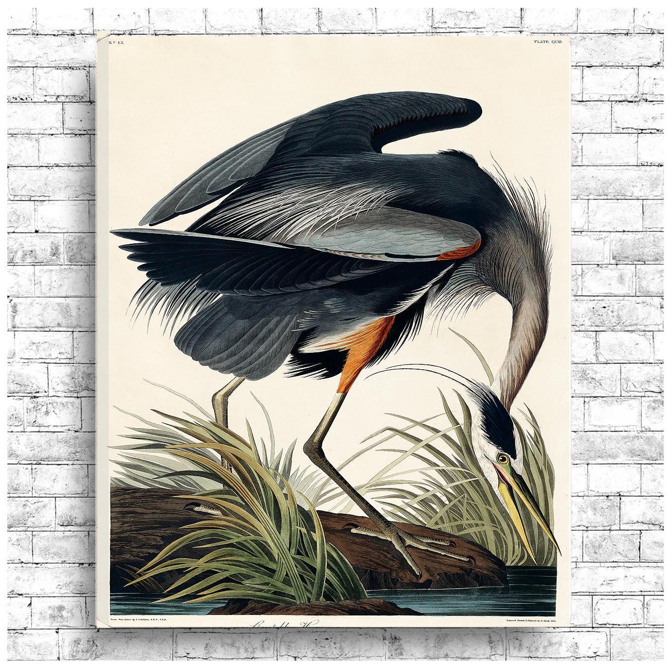 Great blue Heron by John J. Audubon