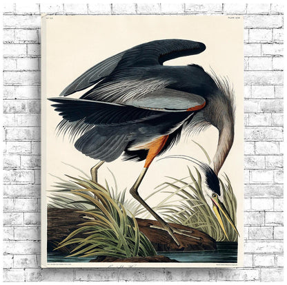 Great blue Heron by John J. Audubon