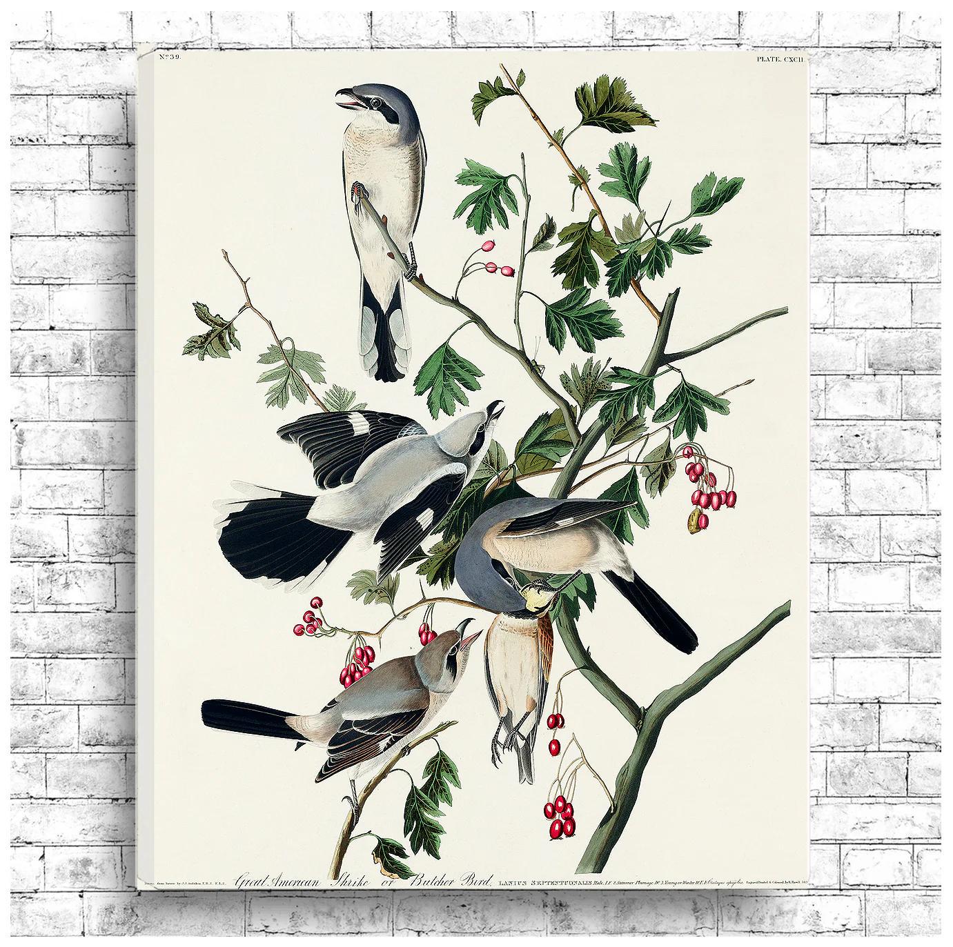 Great cinereous Shrike by John J. Audubon