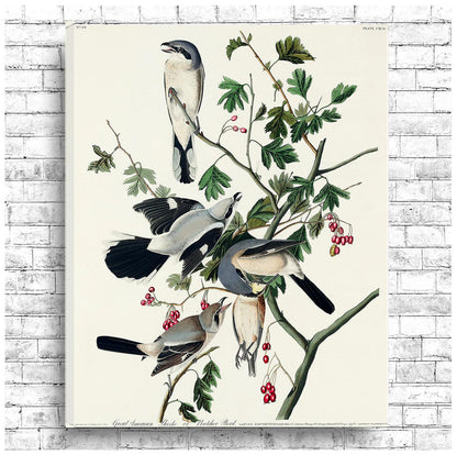 Great cinereous Shrike by John J. Audubon