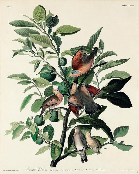Ground Dove by John J. Audubon
