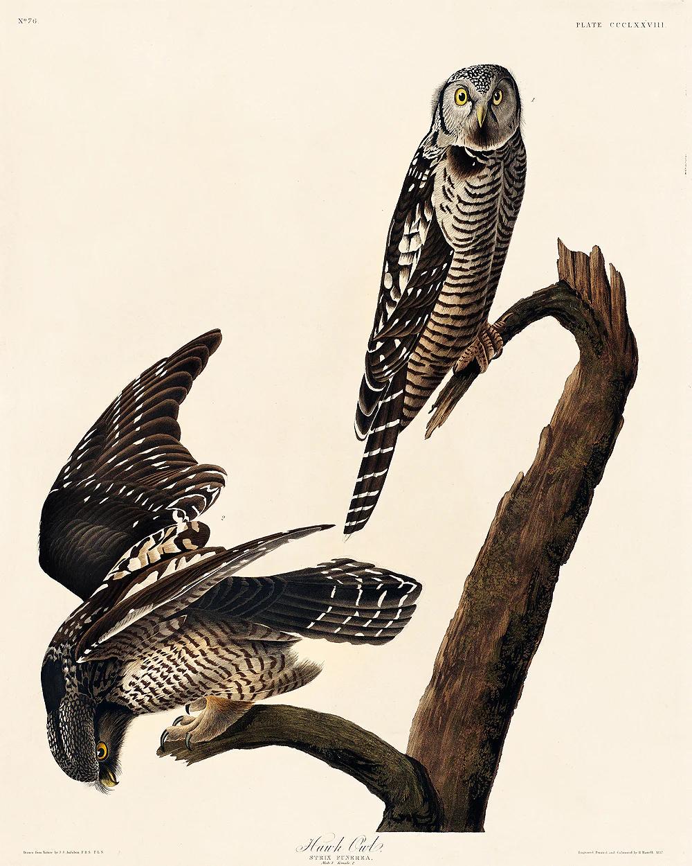 Hawk Owl by John J. Audubon
