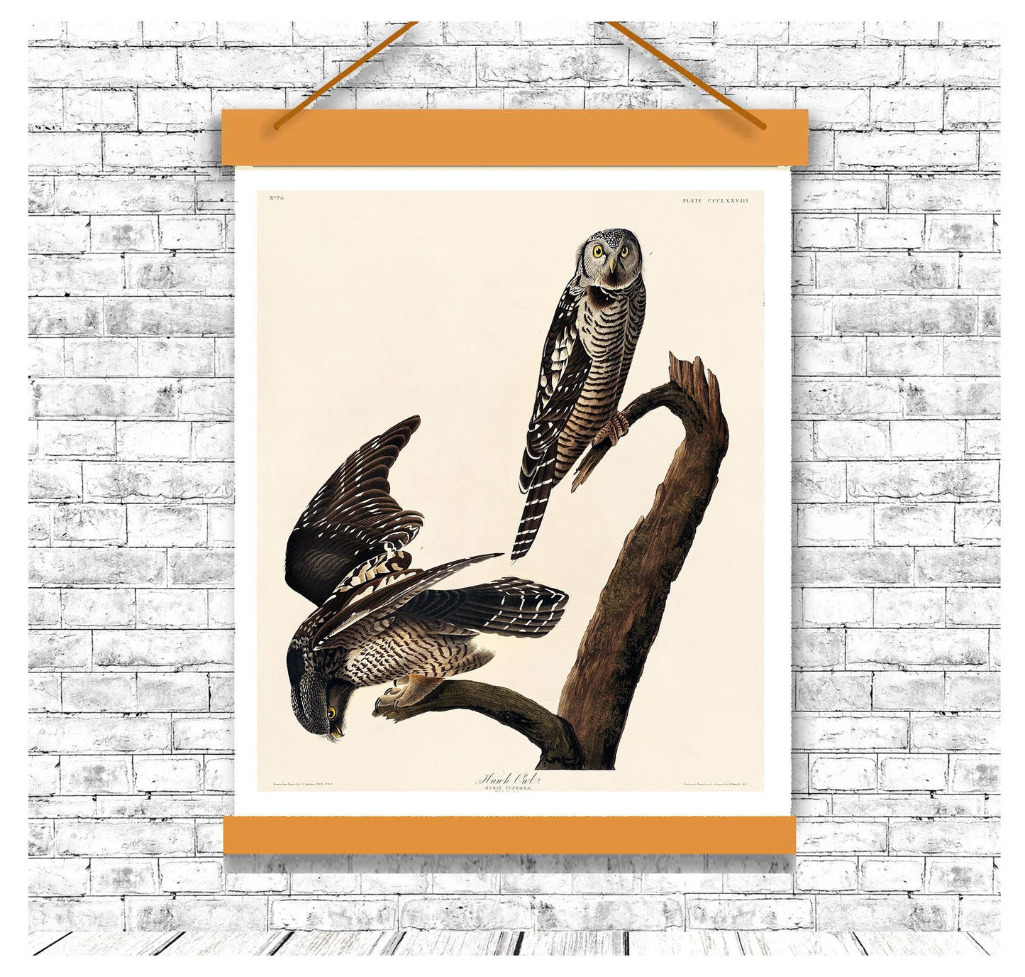 Hawk Owl by John J. Audubon