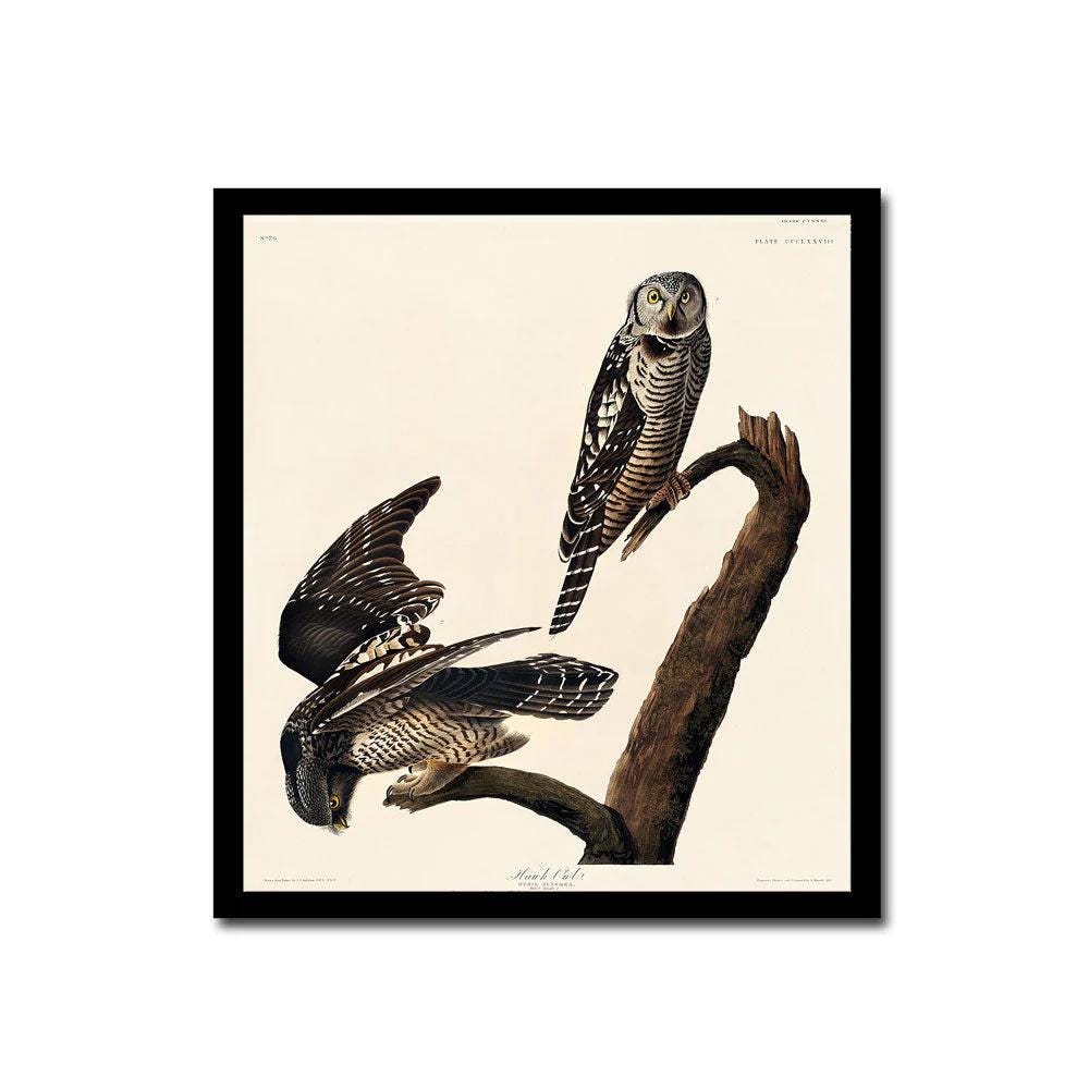 Hawk Owl by John J. Audubon
