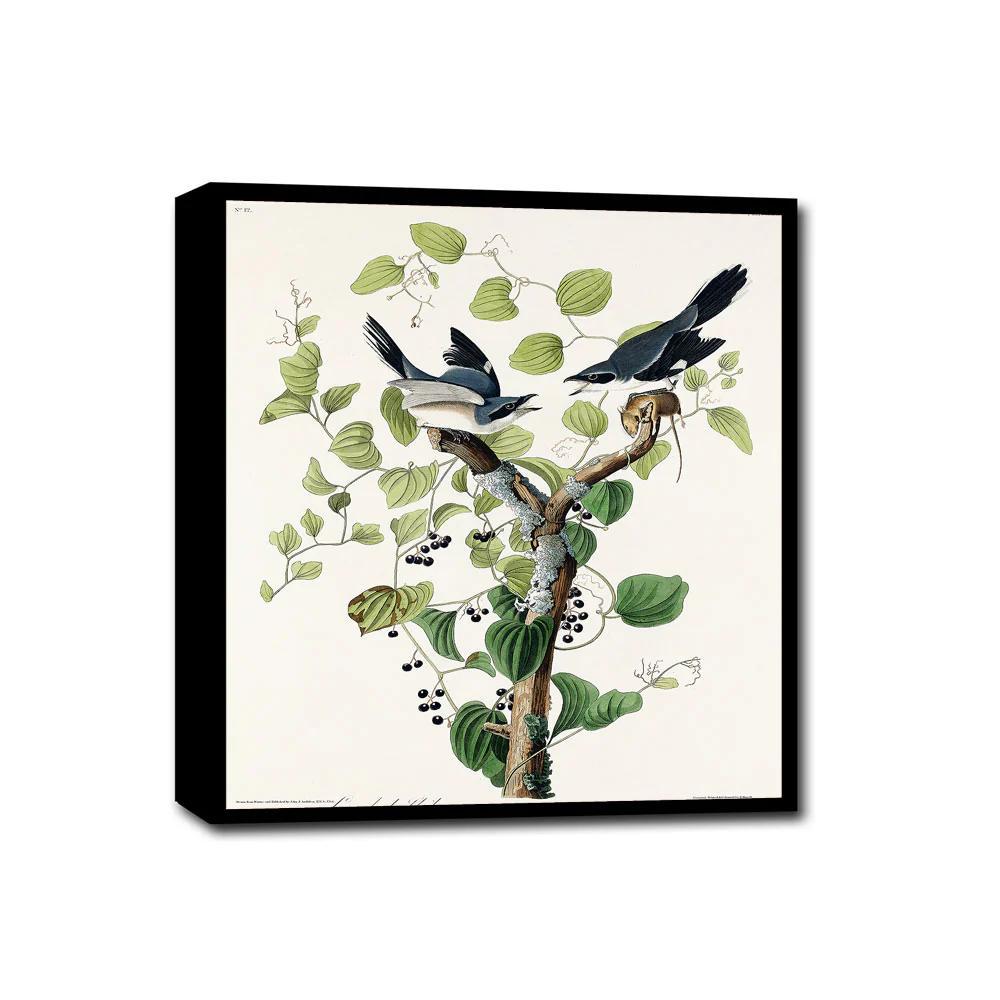 Loggerhead Shrike by John J. Audubon - Hanging Canvas Art, with Choice of Hanging Board Colors.
