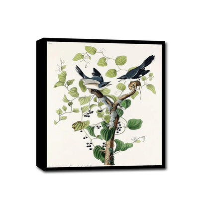 Loggerhead Shrike by John J. Audubon - Hanging Canvas Art, with Choice of Hanging Board Colors.