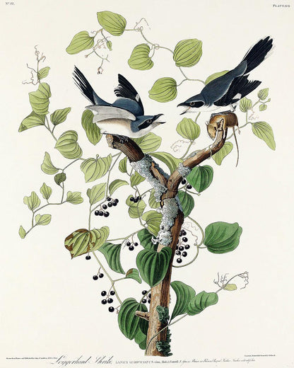 Loggerhead Shrike by John J. Audubon - Hanging Canvas Art, with Choice of Hanging Board Colors.