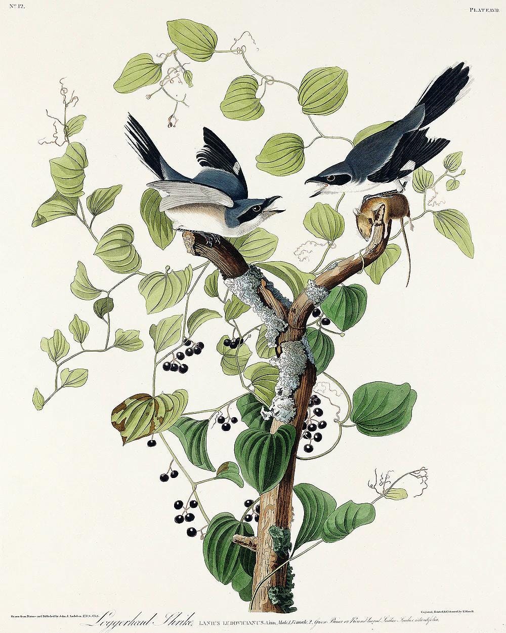 Loggerhead Shrike by John J. Audubon - Hanging Canvas Art, with Choice of Hanging Board Colors.