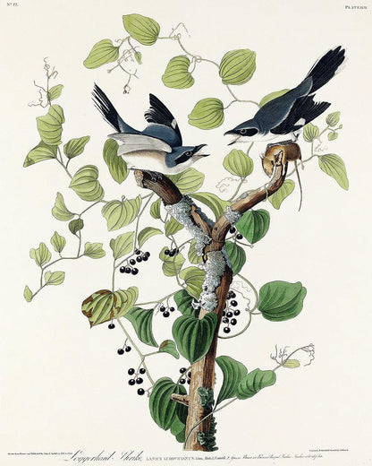 Loggerhead Shrike by John J. Audubon - Hanging Canvas Art, with Choice of Hanging Board Colors.