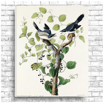 Loggerhead Shrike by John J. Audubon - Hanging Canvas Art, with Choice of Hanging Board Colors.