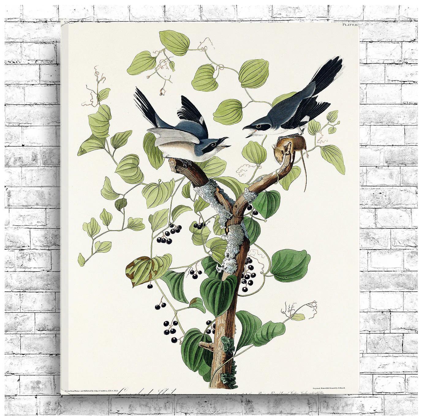 Loggerhead Shrike by John J. Audubon - Hanging Canvas Art, with Choice of Hanging Board Colors.
