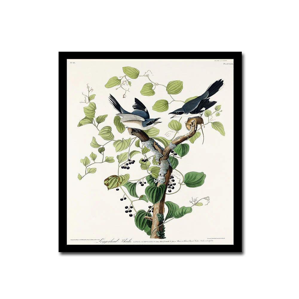 Loggerhead Shrike by John J. Audubon - Hanging Canvas Art, with Choice of Hanging Board Colors.