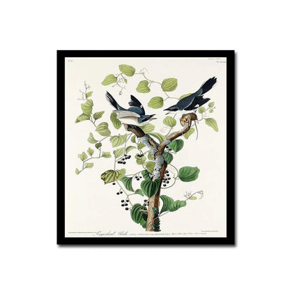 Loggerhead Shrike by John J. Audubon - Hanging Canvas Art, with Choice of Hanging Board Colors.