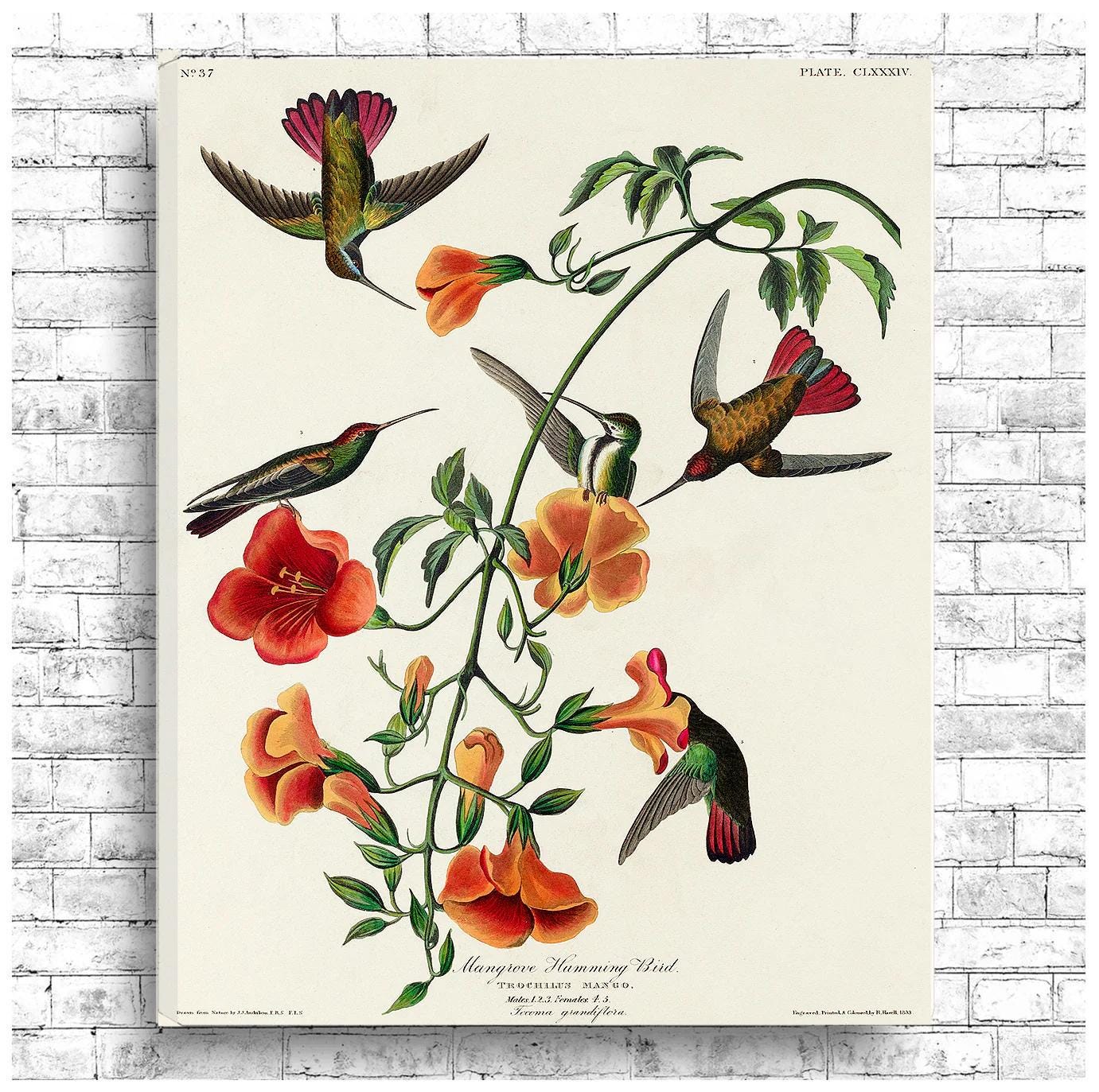 Mango Hummingbird by John J. Audubon - Hanging Canvas Art, with Choice of Hanging Board Colors.