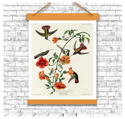 Mango Hummingbird by John J. Audubon - Hanging Canvas Art, with Choice of Hanging Board Colors.