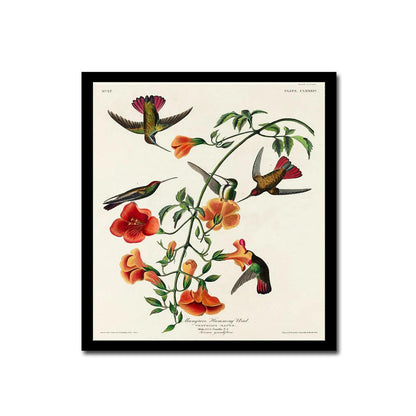 Mango Hummingbird by John J. Audubon - Hanging Canvas Art, with Choice of Hanging Board Colors.