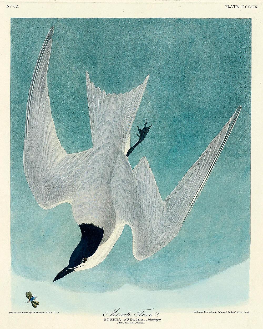 Marsh Tern by John J. Audubon