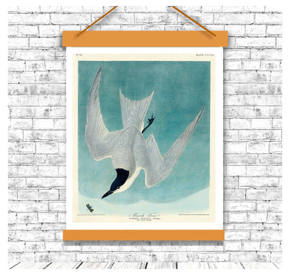 Marsh Tern by John J. Audubon