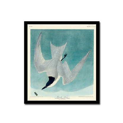Marsh Tern by John J. Audubon