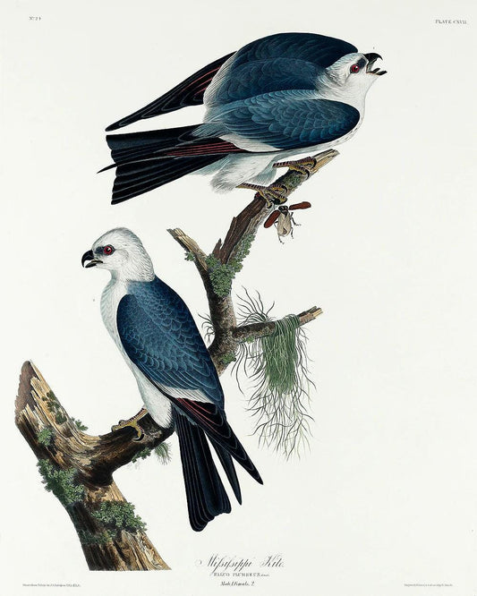 Mississippi Kite by John J. Audubon