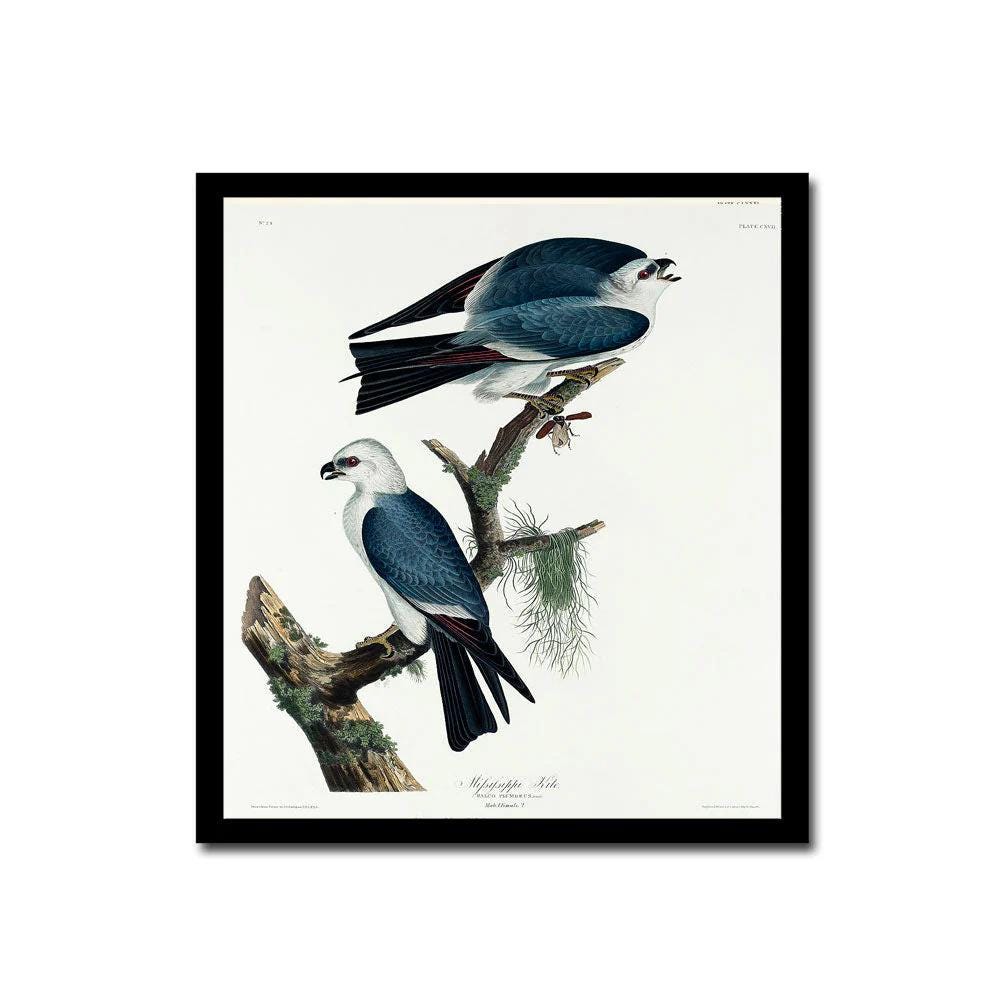 Mississippi Kite by John J. Audubon