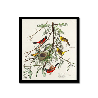Orchard Oriole by John J. Audubon