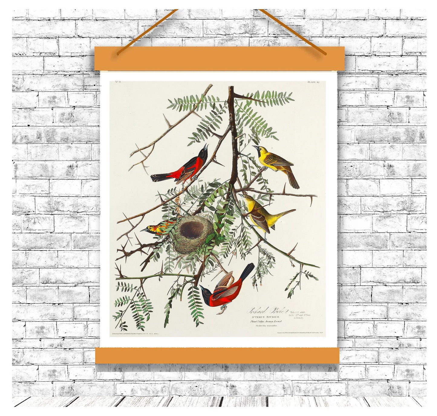 Orchard Oriole by John J. Audubon