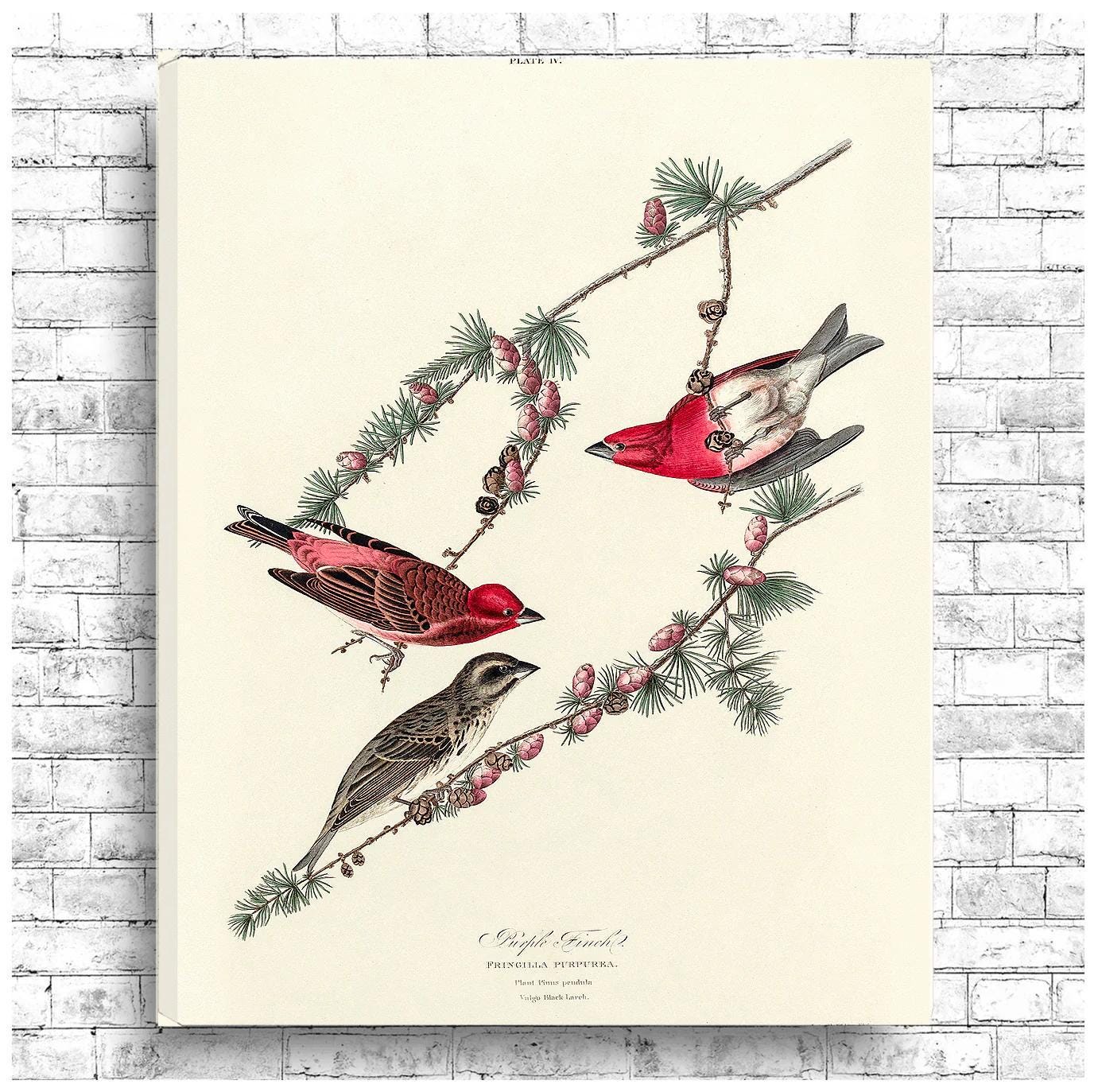Purple Finch by John J. Audubon