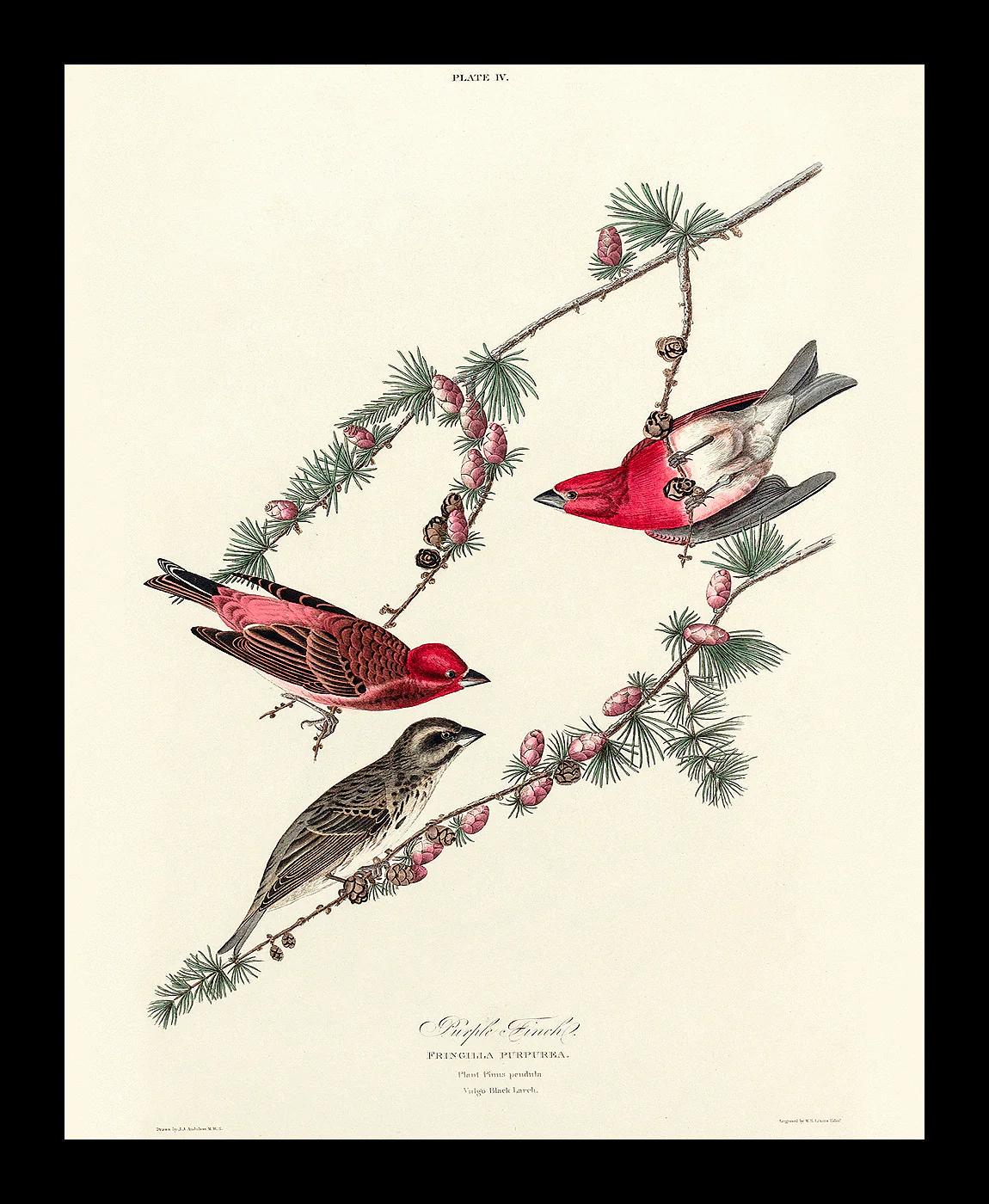 Purple Finch by John J. Audubon