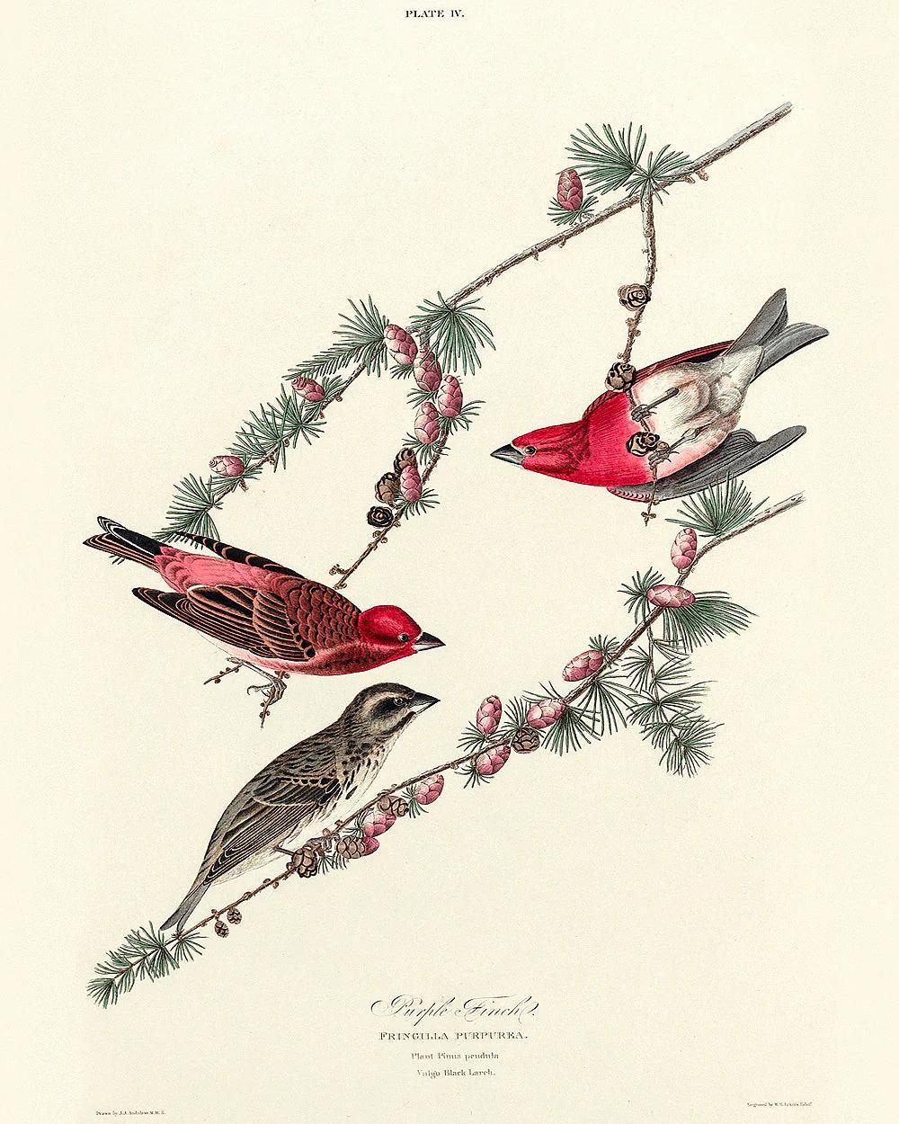 Purple Finch by John J. Audubon