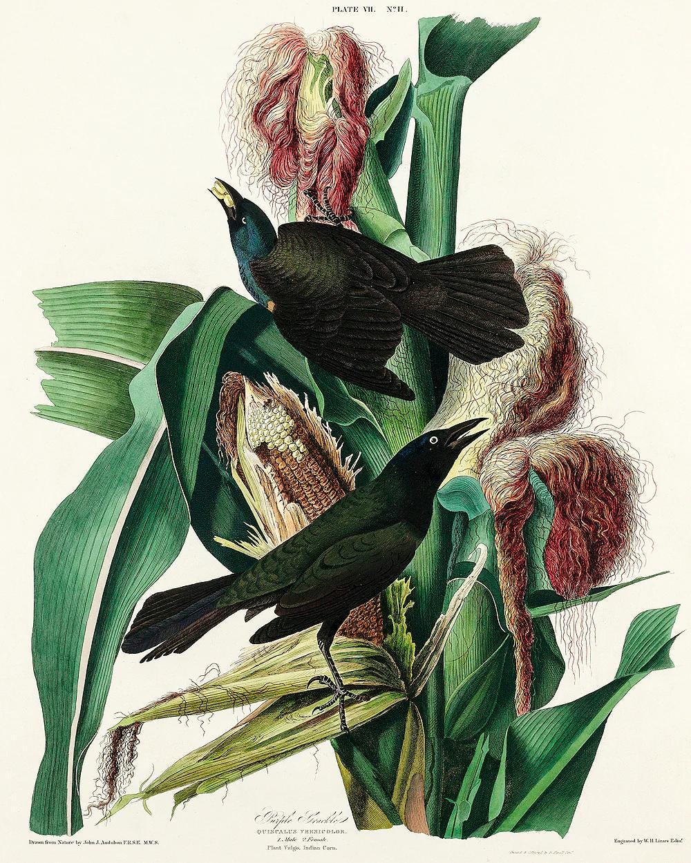 Purple Grakle by John J. Audubon