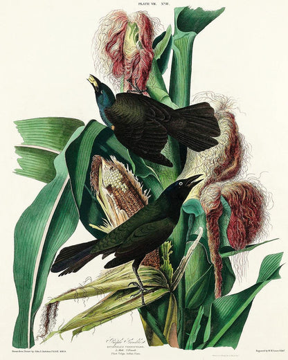 Purple Grakle by John J. Audubon