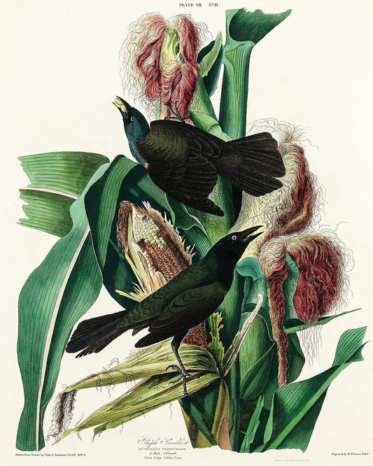 Purple Grakle by John J. Audubon