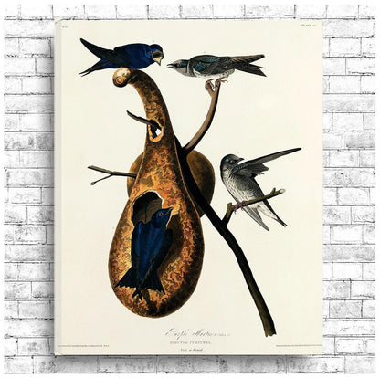 Purple Martin by John J. Audubon