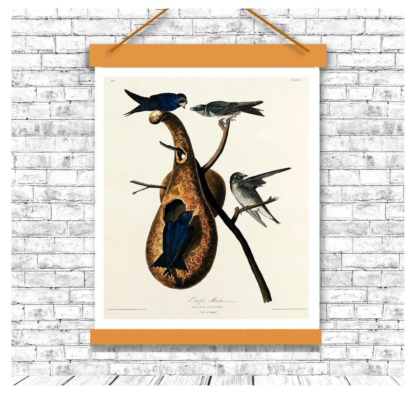 Purple Martin by John J. Audubon
