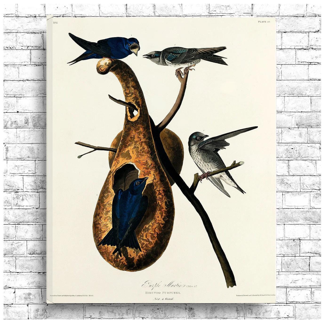 Purple Martin by John J. Audubon