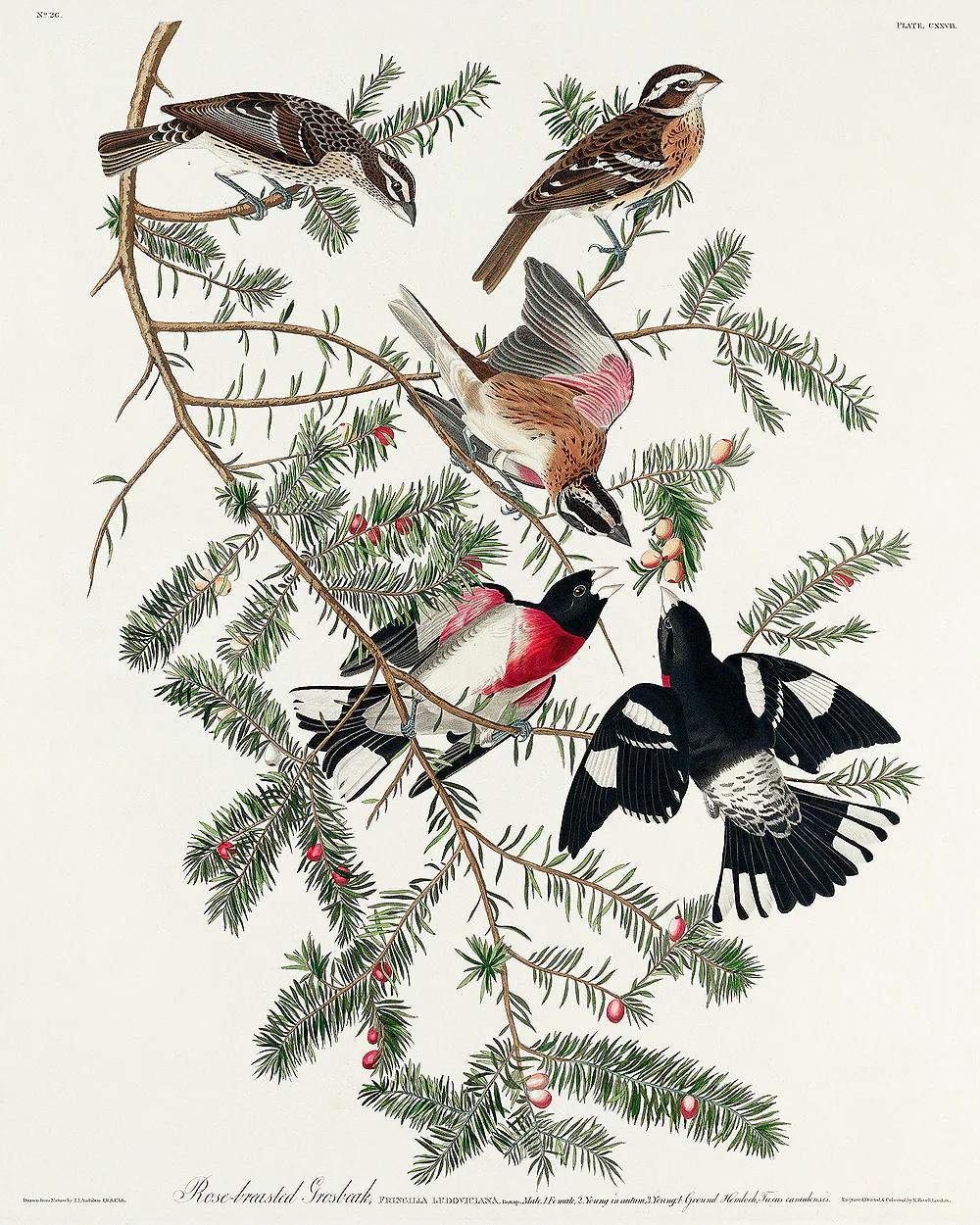 Rose-breasted Grosbeak by John J. Audubon
