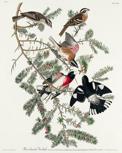 Rose-breasted Grosbeak by John J. Audubon