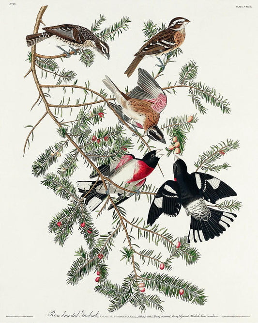 Rose-breasted Grosbeak by John J. Audubon