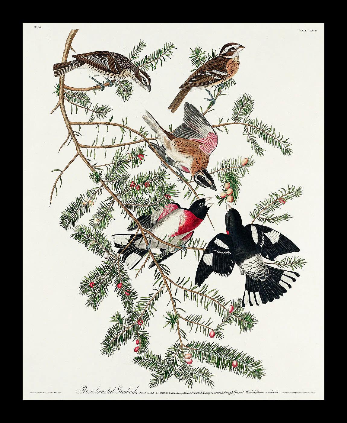 Rose-breasted Grosbeak by John J. Audubon