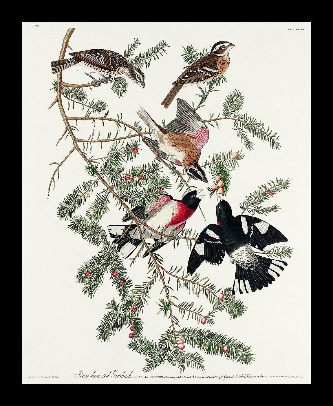 Whip-poor-will by John J. Audubon